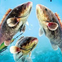 Fishing Derby