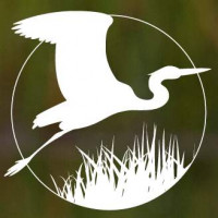 McKinley Park Birding