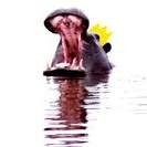 King Hippo