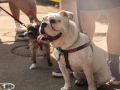 Marshfield Courts Rehab dogs 20190713