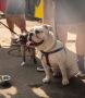 Marshfield Courts Rehab dogs 20190713