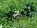 McKinley Park planting day Native Plants 20210515